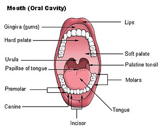 Soft palate