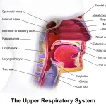 The soft palate